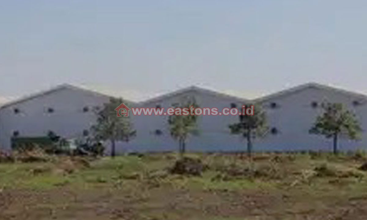 PK009154A